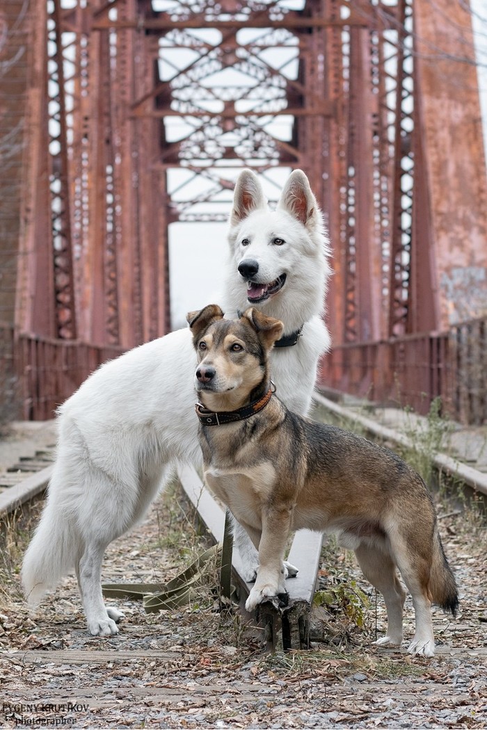 Walker and Hercules - My, Dog, White swiss shepherd, , Mestizo, The photo