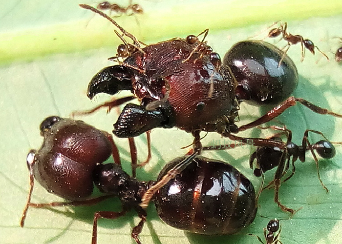 Ants tanks - Ants, Insects, , Interesting, Informative, GIF, Longpost