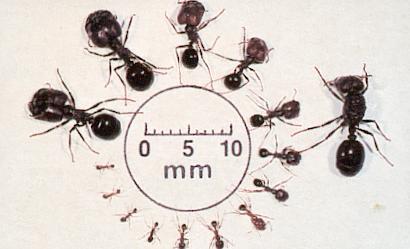 Ants tanks - Ants, Insects, , Interesting, Informative, GIF, Longpost