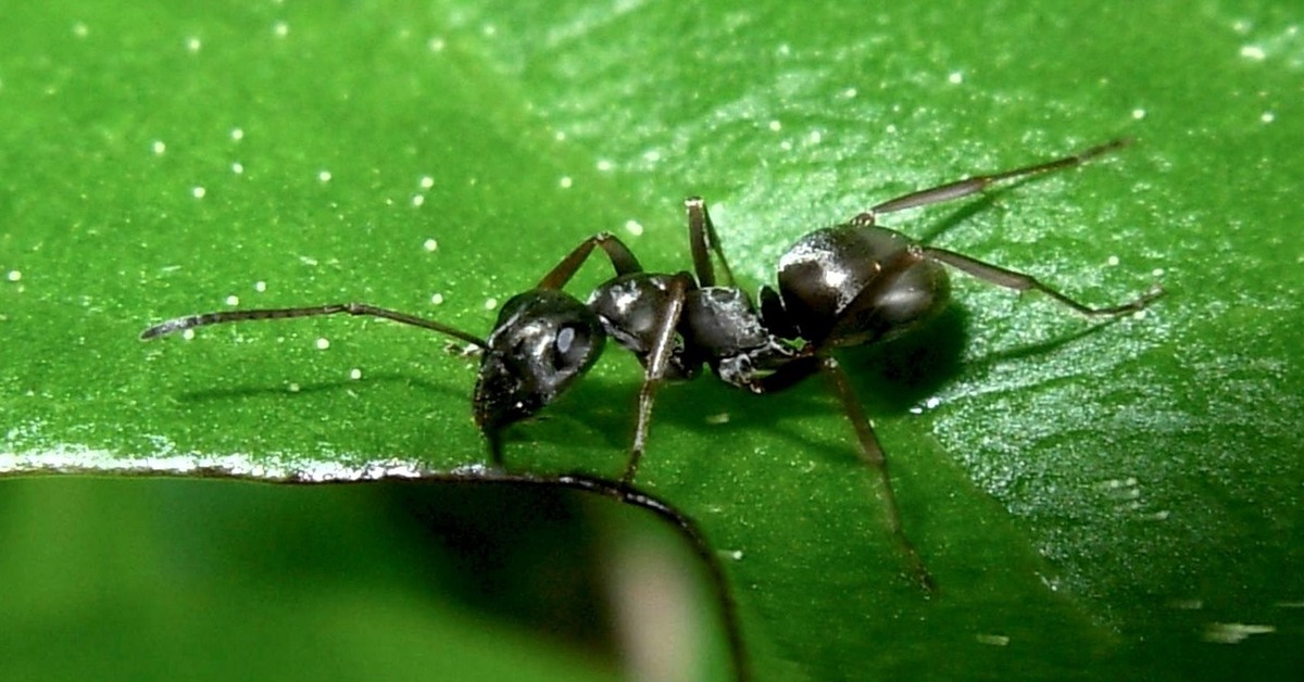 Рабочие особи. Садовые муравьи. Черный муравей. Муравьи разведчики. Обыкновенные садовые муравьи.
