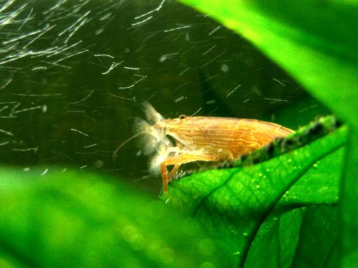 Новый жилец. Креветка фильтратор (лат. Atyopsis moluccensis)