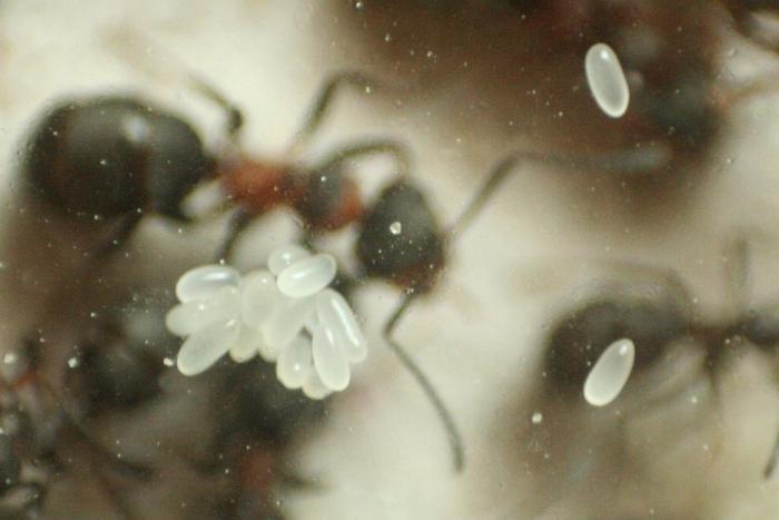 Рыжие лесные муравьи. Население, жилище, интеллект. Насекомые, Муравьи, Фотография, Длиннопост