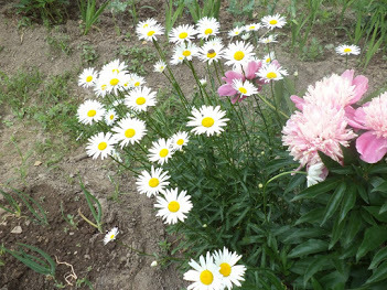 Chamomile - My, Nature, Flowers