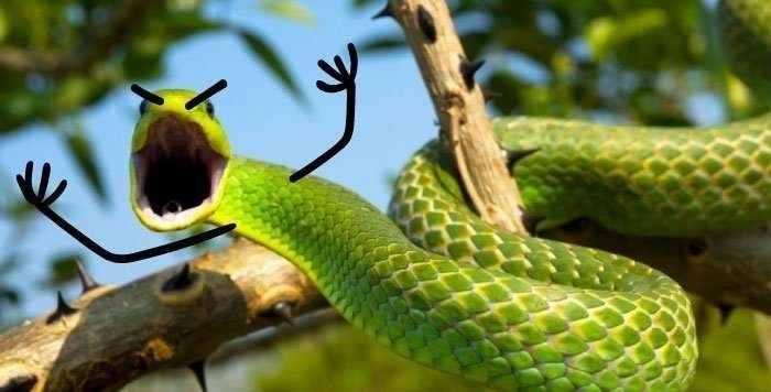 snakes need hands - Snake, Images, Longpost, From the network