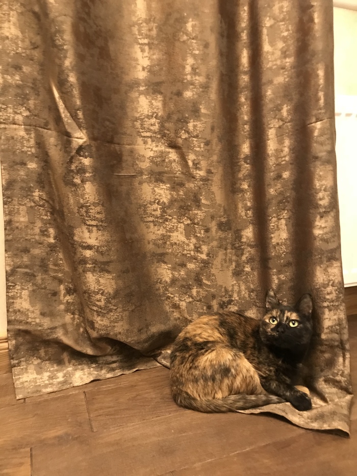 And we picked up the curtains for the cat, yes - My, cat, Disguise, , Longpost