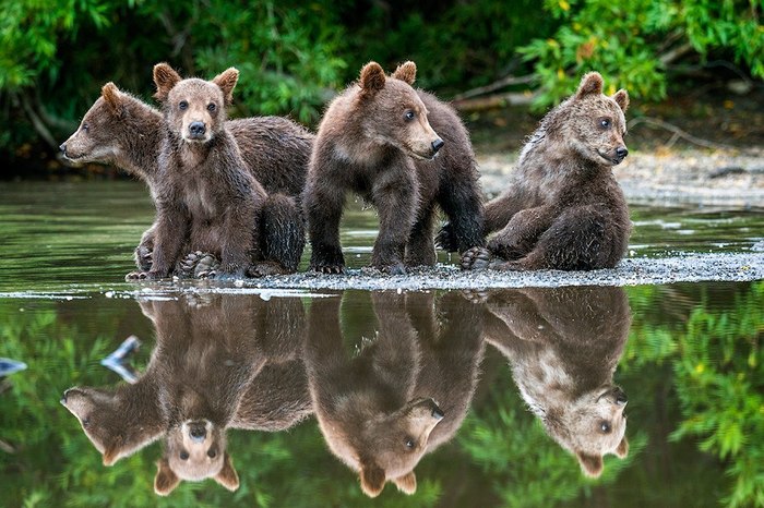 Восемь медвежат - Медведи, Детеныш, Отражение, Милота, Фотография