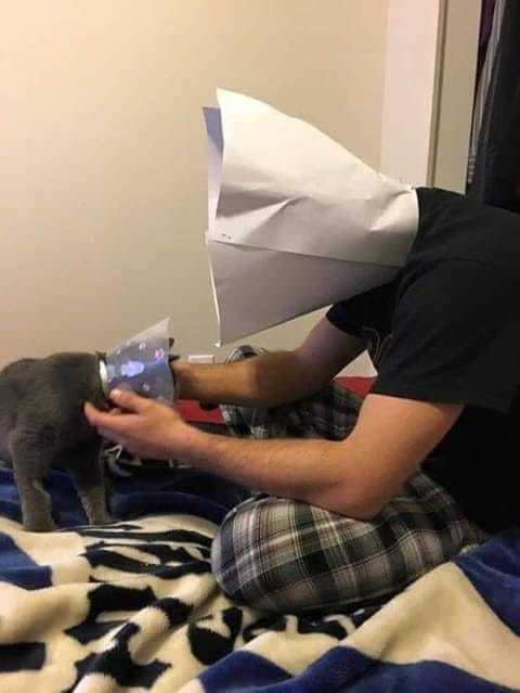 Sympathy - cat, Master, Protective cone, Sympathy, Love