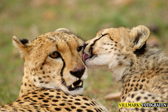 Let me kiss - Cheetah, Animals, The photo