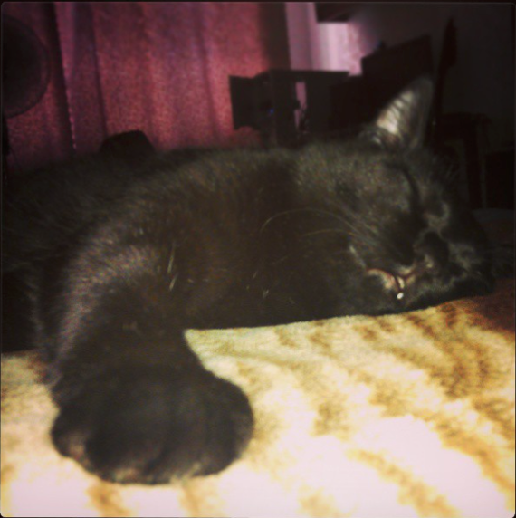 Max, the cat - My, , cat, Catomafia, The photo, The story of one cat, Maksim, Crazy Max, Longpost, Pets