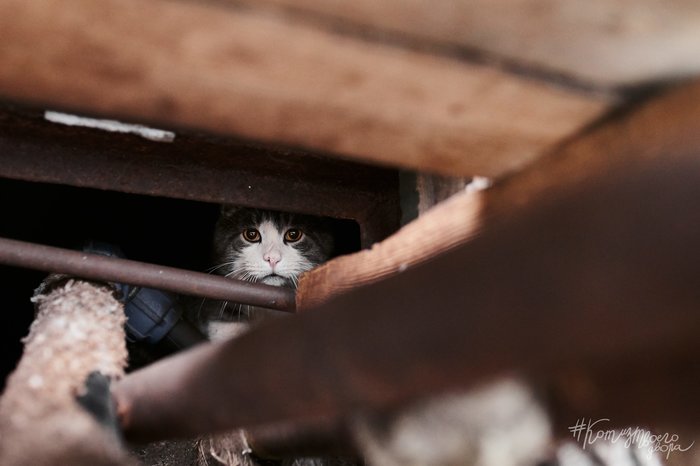 Basement life - My, cat, Animals, Town, Murmansk, The photo, Photographer, Basement, Our smaller brothers