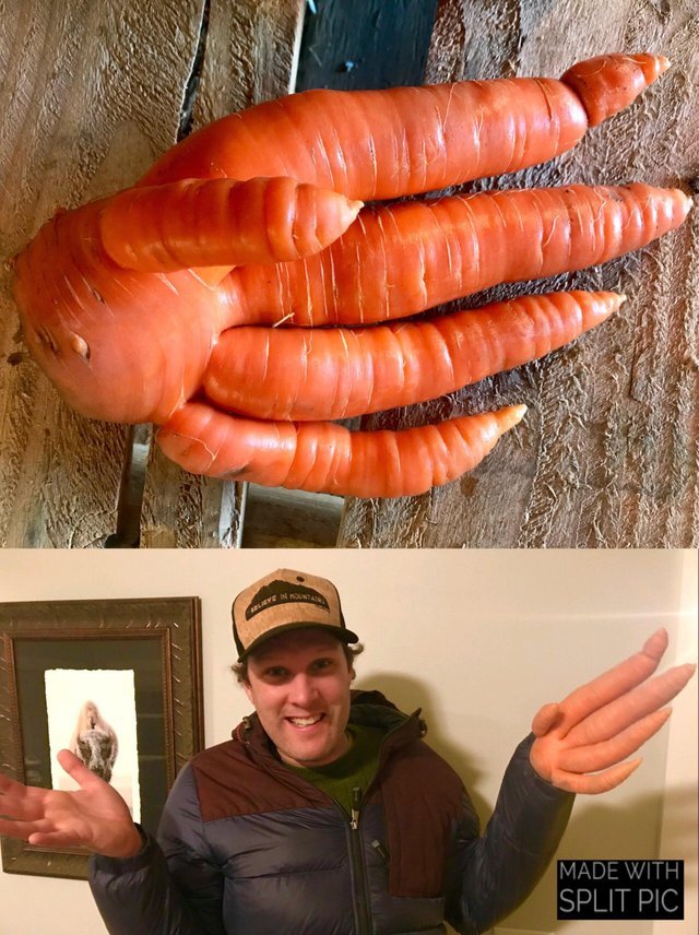 Edward Carrot Hands - Reddit, Carrot