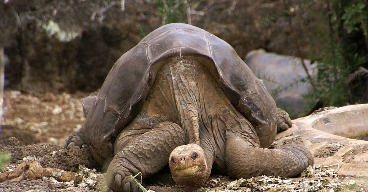 Животные которые много живут. Галапагосская черепаха Джордж. Абингдонская слоновая черепаха. Абингдонская слоновая черепаха одинокий Джордж. Абингдонская слоновая черепаха вымершее животное.