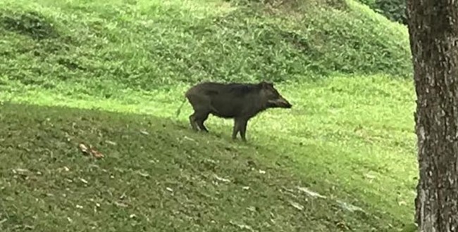 In the animal world or who is found on my campus. - My, Singapore, Asia, Studying at the University, Animals, Interesting, Wild animals, In the animal world, Video, Longpost