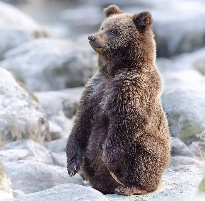 Медвежонок маскируется под пингвина
