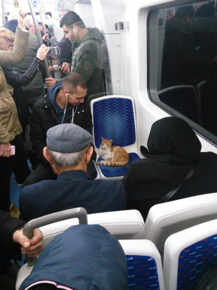 VIP - passenger - cat, Пассажиры, The photo