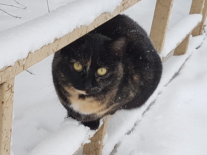 Winter cat - cat, Longpost, My, Catomafia