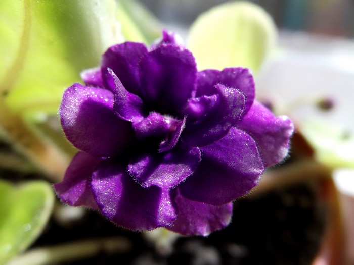 Цветок на подоконнике | Пикабу