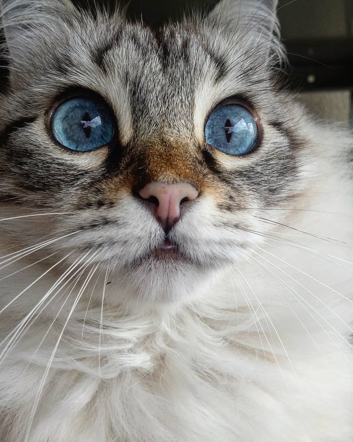 7 INCREDIBLE CATS WITH BIG EYES - My, Cats and dogs together, cat, Longpost