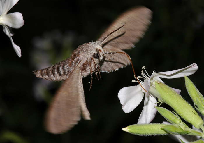 Horror flying on the wings of the night. - My, Life stories, Butterfly