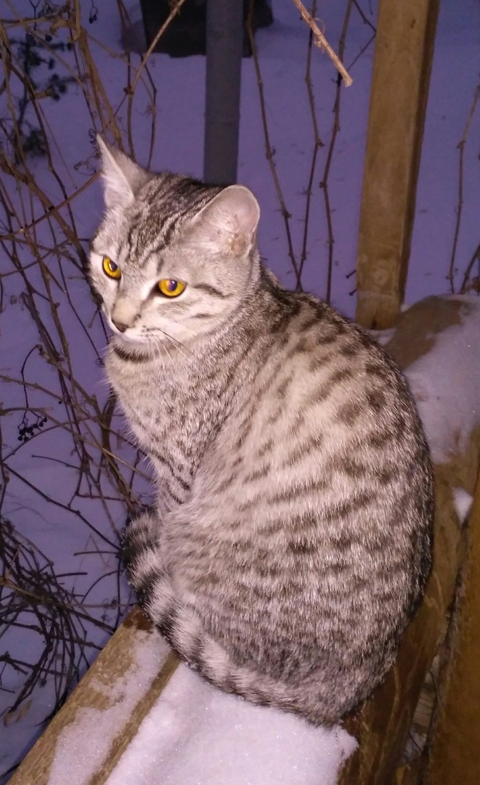 Кошка ищет хозяев, город Ульяновск Потеряшка, Кот, Ульяновск, Ищу хозяина, В добрые руки, Без рейтинга