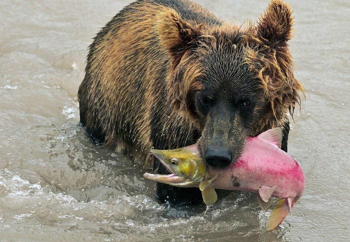 Wild fishing... - Fishing, The Bears, Hunting, Wild animals, Survival, The photo