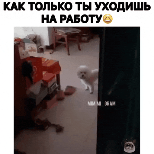 Your dog when you leave - Dog, GIF, The beast