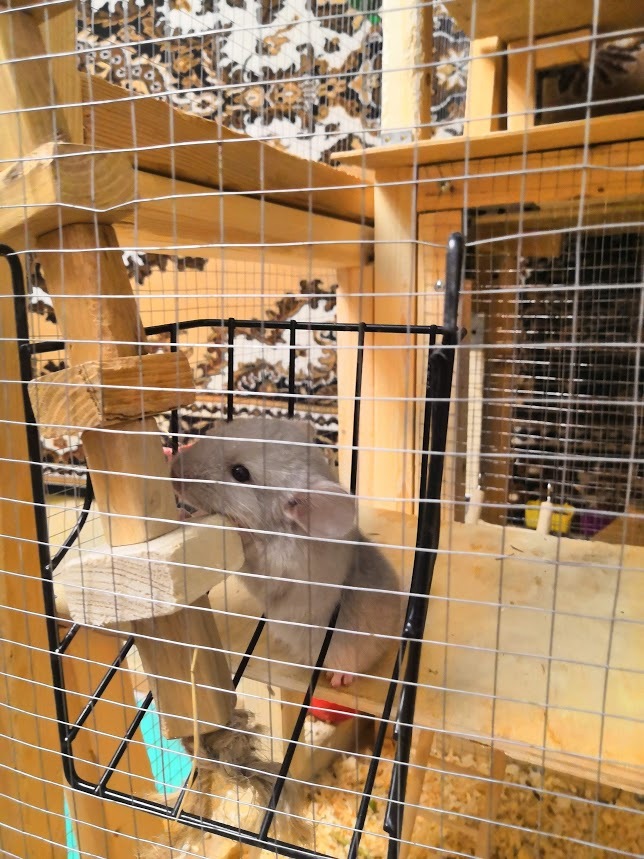 Chinchilla cuteness post. - My, Chinchilla, , Chinchilla, Pet, Milota, Longpost, Pets