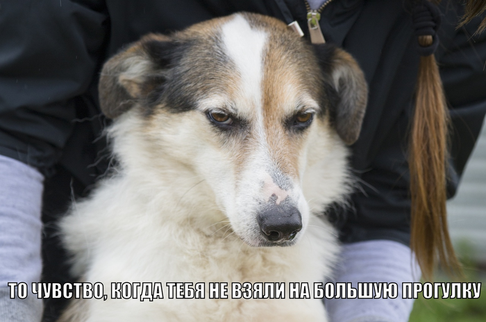 Прогулка с собакой в приюте Ржевка, СПб Собака, Приют для животных, Санкт-Петербург, Ржевка, Без рейтинга