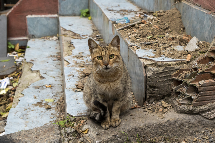 Istanbul cats - My, Istanbul, wild cats, The photo, Longpost, cat