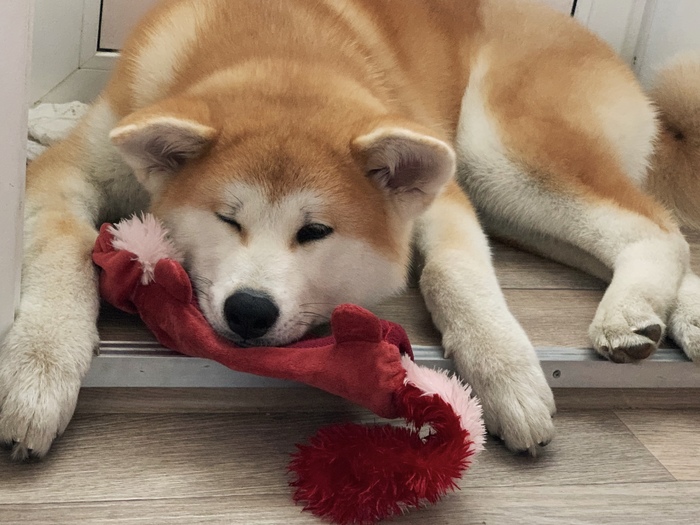 bdit) - My, Akita inu, , , , Puppies