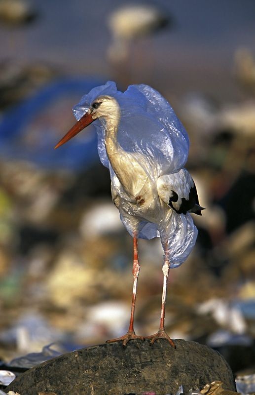 Garbage of civilization in wildlife - Garbage, Nature, Ocean, Civilization, Longpost