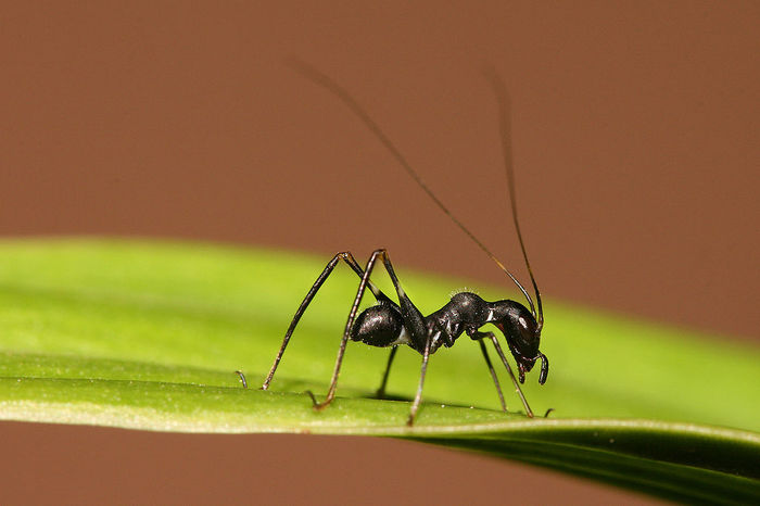 Insects that mimic ants - , Camouflage, Disguise, Ants, Mantis, Spider, Жуки, Муха, Longpost