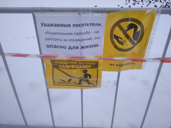 Help save the ducks! - My, Duck, Help, Rybinsk, Longpost