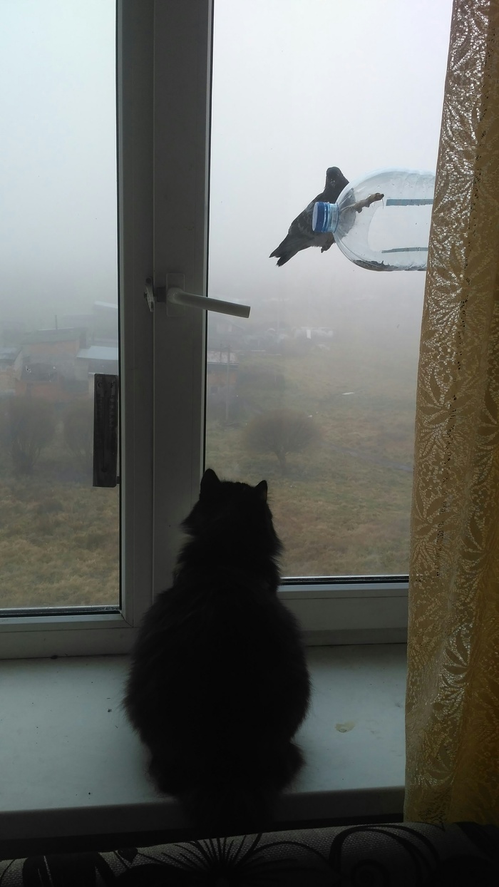 Cat and dove. - My, cat, Fog