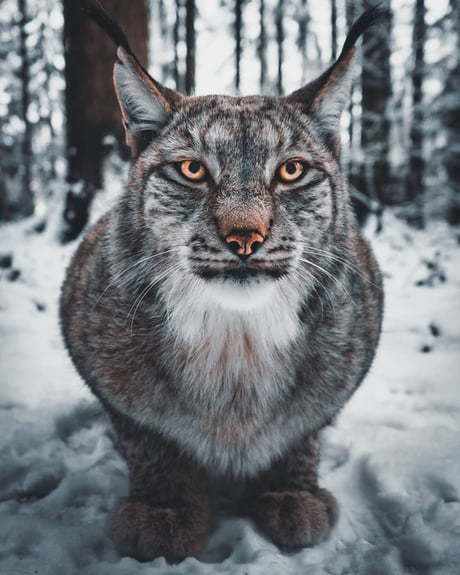 Lynx. - Lynx, Germany, cat, Catomafia, The photo