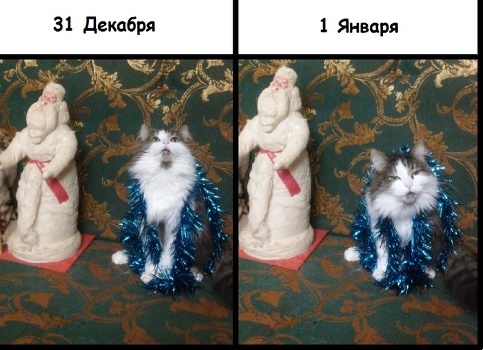 We have such holidays. - My, cat, New Year, Father Frost, Tag