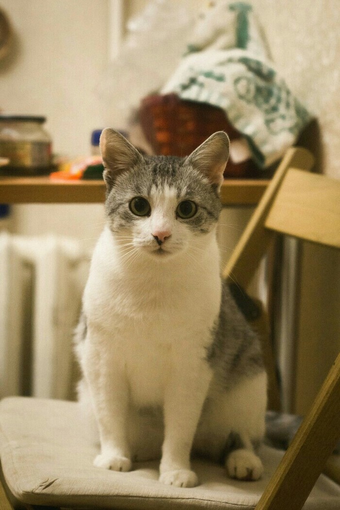 Cat. - My, cat, Catomafia, , Paws, Moscow, Longpost, No rating