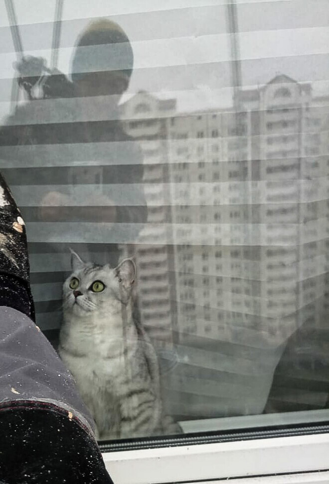 Such a job to surprise cats - High-rise works, cat, Astonishment, Longpost, Animals, Industrial alpinism