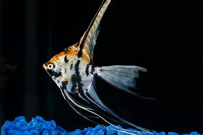 Marble angelfish (regular and gold) - breed standard - video - Aquarium fish, Angelfish, Video