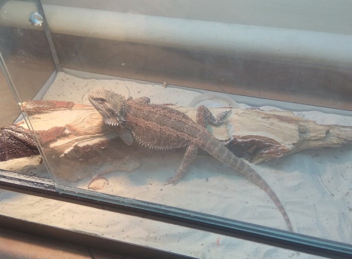 Comfortable... Probably... - Agama, My, Lizard