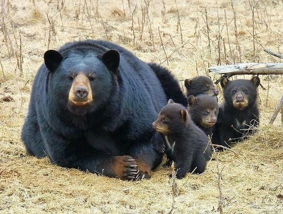 Mom seems to have questions for the photographer. - The photo, The Bears, Young, Animals