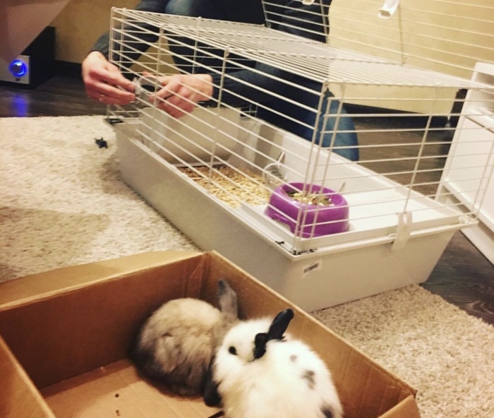 The Story of One Rabbit - My, Rabbit, Animal Rescue, Pets, Longpost