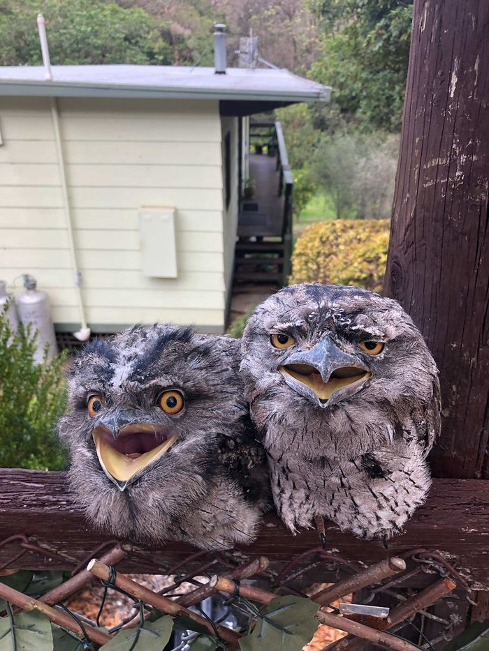 Smoky frogmouth - Birds, The photo, Frog, Nightjar