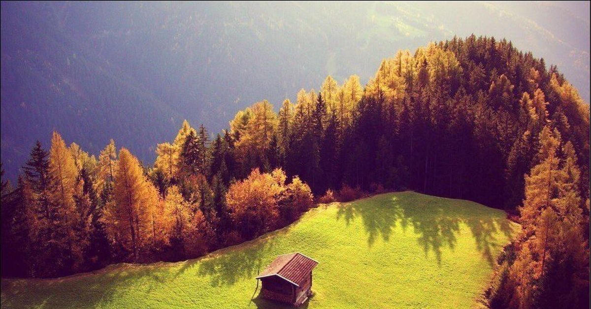 Забор из деревьев | Пикабу