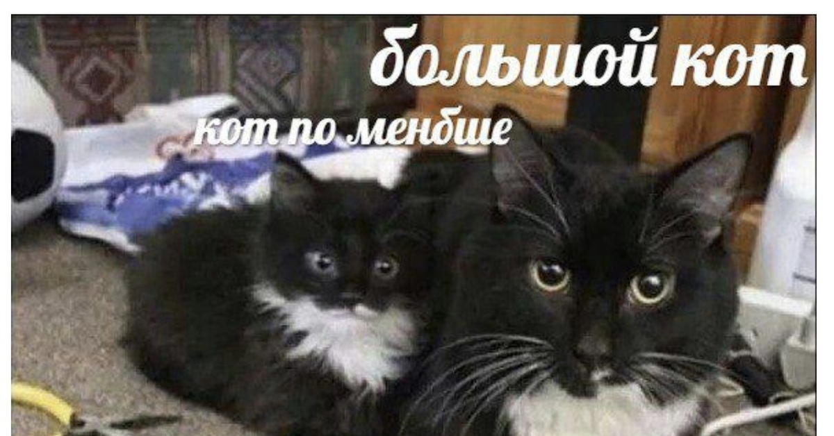 Вообще меньше. Кот кот поменьше. Кот поменьше Мем. Кот побольше кот поменьше. Кот кот поменьше плоскогубцы.