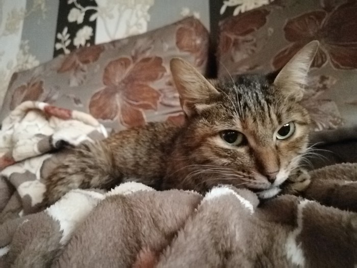 Нужен совет ветеринара.