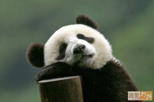 Pandas after their birthday! - Birthday, Second day, Headache, Longpost