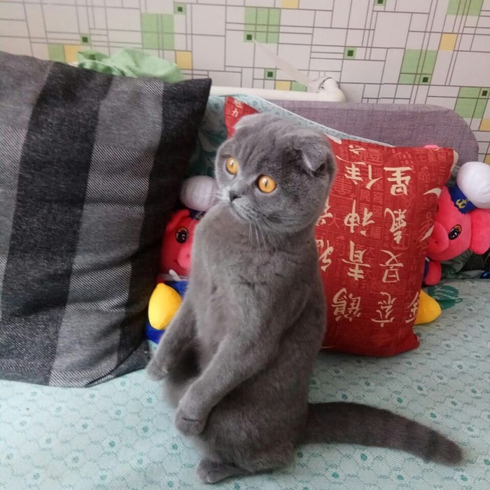  ,   