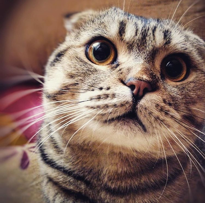 RolexXx is my Scottish fold. - My, Scottish lop-eared, , cat, Longpost