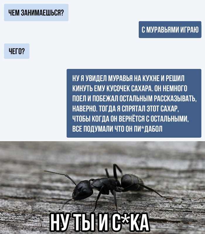 Well, bitch - Correspondence, Ants, Screenshot